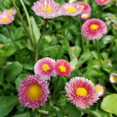 Bellis perennis Bellissima™ Rose