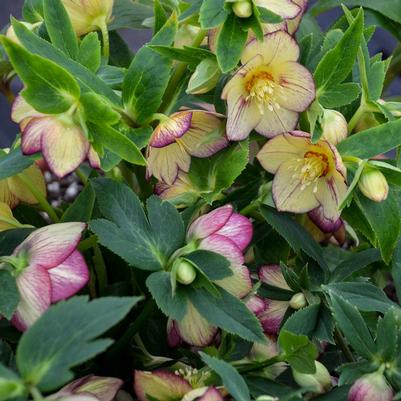 Helleborus Honeymoon® Tropical Sunset