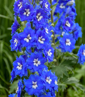 Delphinium x 'Cobalt Dreams'