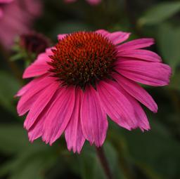 Echinacea x Sombrero® Rosada