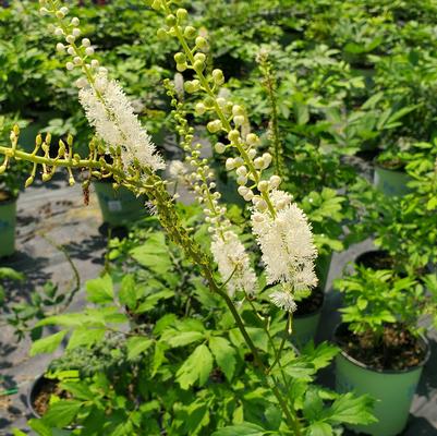 Actaea racemosa 