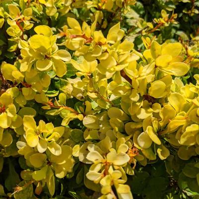 Berberis thunbergii WorryFree® Lemon Cutie®