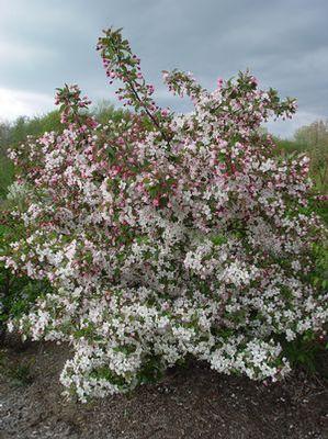 Malus sargentii 