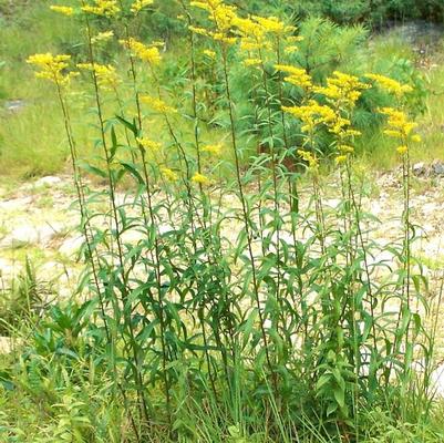 Solidago odora 