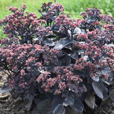Sedum x Rock 'N Grow® 'Back in Black'