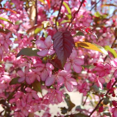Malus X Royal Raindrops®