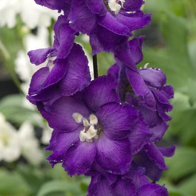 Delphinium x New Millennium™ 'Purple Passion'