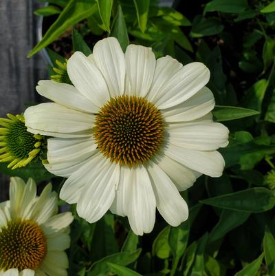 Echinacea x Color Coded® The Price is White