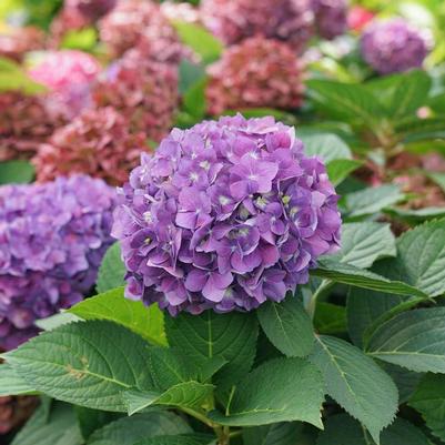 Hydrangea macrophylla Let's Dance ¡Arriba!®