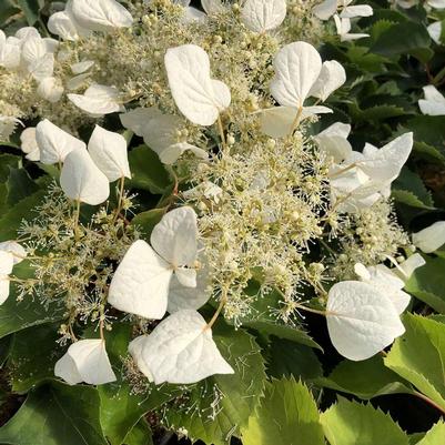 Schizophragma hydrangeoides Flirty Girl®