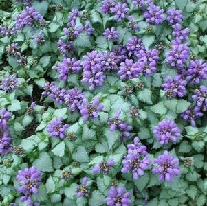 Lamium maculatum 'Purple Dragon'