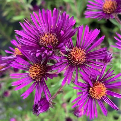 Aster novae-angliae 'Nachtauge'