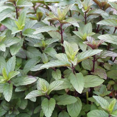Mentha piperita 'Chocolate'
