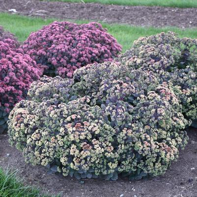 Sedum x 'Night Light'