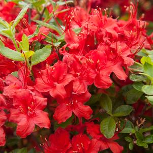 Azalea x Electric Lights™ Red