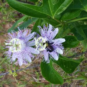 Passiflora incarnata 
