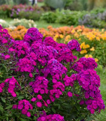 Phlox paniculata Luminary® 'Ultraviolet'