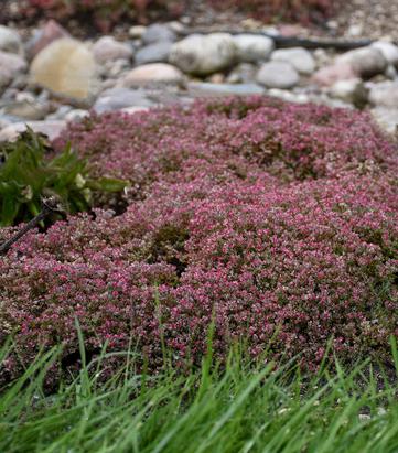 Sedum cauticola 'Steel the Show'