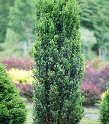 Taxus media Stonehenge®