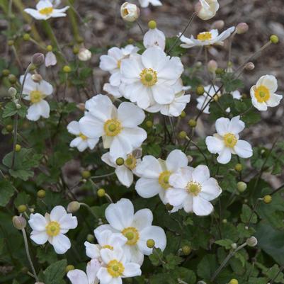Anemone x 'Honorine Jobert'