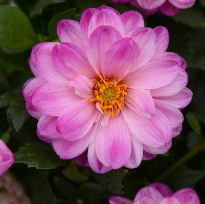 Dahlia Dalaya® Pink White
