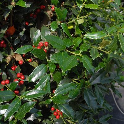 Ilex x Christmas Jewel®