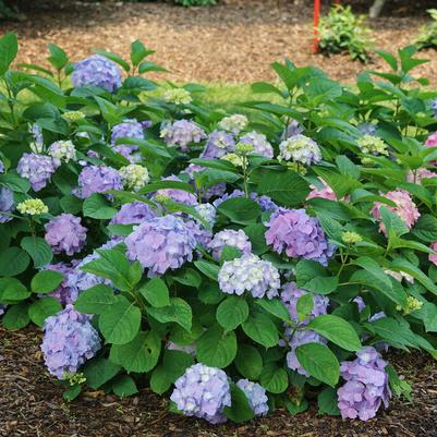 Hydrangea macrophylla Let's Dance Sky View®