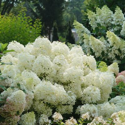 Hydrangea pan. Puffer Fish®