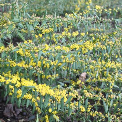 Solidago caesia 