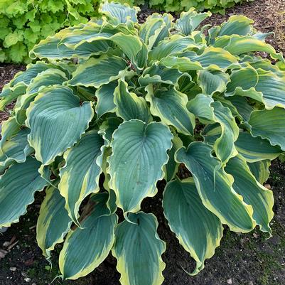 Hosta Shadowland® 'Voices in the Wind'