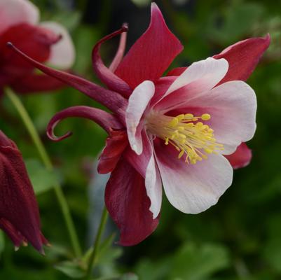 Aquilegia x Earlybird™ Red White