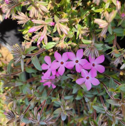 Phlox x Woodlander Pink