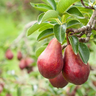 Pyrus communis 'Red D' Anjou'