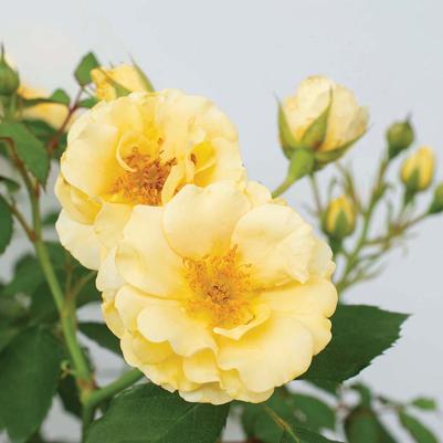 Rosa Buttercream Drift®