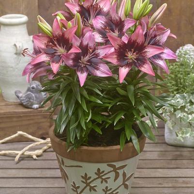 Lilium asiatic Fantasiatic 'Hot-Spot Pink'