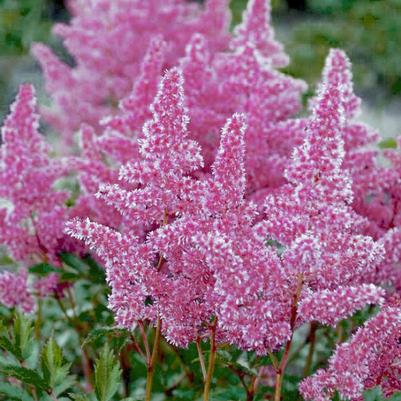Astilbe chinensis You and Me Always®
