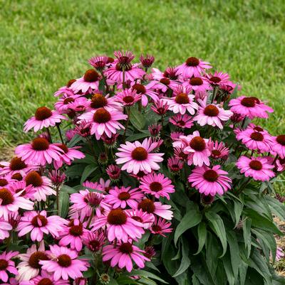 Echinacea x Color Coded® The Fuchsia is Bright