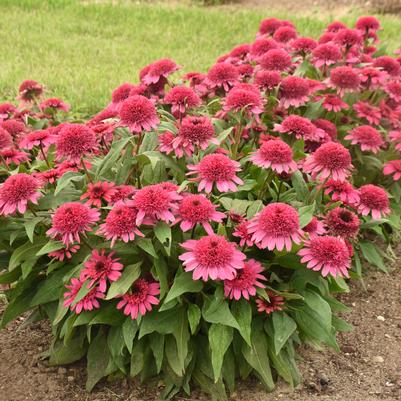 Echinacea x Double Coded™ Double Coded® Raspberry Beret