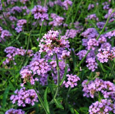 Verbena bonariensis 'Lollipop'