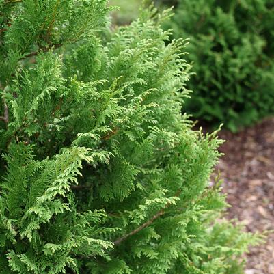 Chamaecyparis pisifera Cedar Rapids™