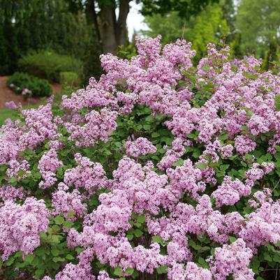 Syringa x Bloomerang® Purpink