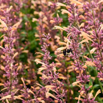Agastache x Meant to Bee™ 'Queen Nectarine'