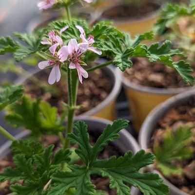 Pelargonium citrosa 