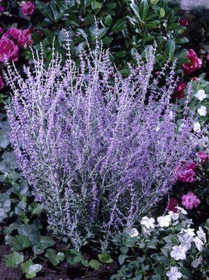 Perovskia 'Little Spire'
