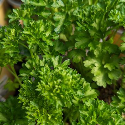 Petroselinum c. Triple Curly