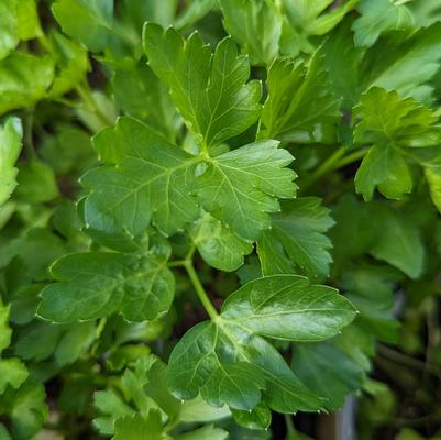 Petroselinum crispum Italian
