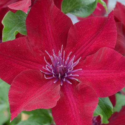 Clematis x Boulevard® Nubia™