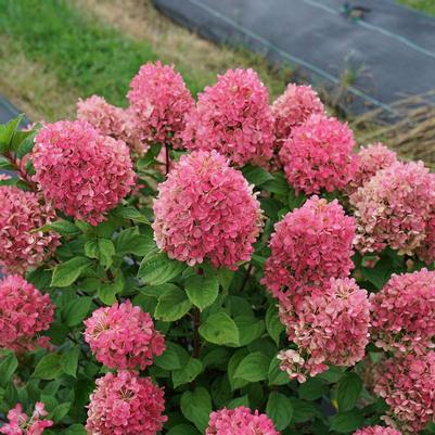 Hydrangea paniculata Little Lime Punch®