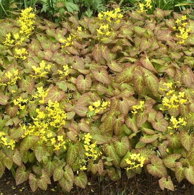 Epimedium x perralchicum 'Frohnleiten'