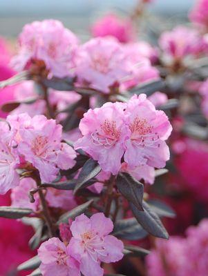 Rhododendron X Midnight Ruby